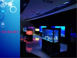 恐龙租赁与海狮表演 一线展览服务的新趋势